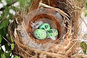 bird nest on tree branch with three eggs inside, bird eggs on birds nest and feather in summer forest , eggs easter concept