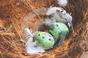 bird nest on tree branch with three eggs inside, bird eggs on birds nest and feather in summer forest , eggs easter concept