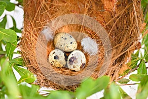 bird nest on tree branch with three eggs inside, bird eggs on birds nest and feather in summer forest , eggs easter concept