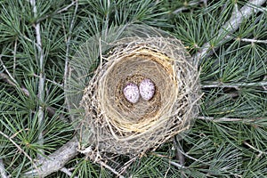 Bird nest on tree branch with two eggs high angle view