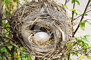 bird nest on tree branch with white eggs inside