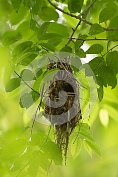 Bird nest on tree in forest