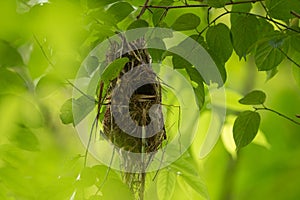 Bird nest on tree in forest