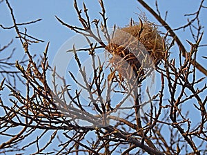 Bird nest tree.