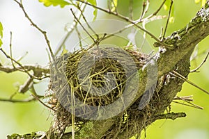 Bird nest in a tree - taken in Governor Knowles State Forest in Northern Wisconsin photo