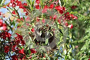 Bird nest in flowering red oleander in spring photo