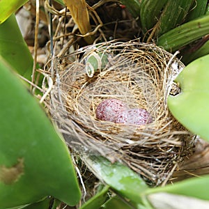 Bird nest with two eggs on green trees.