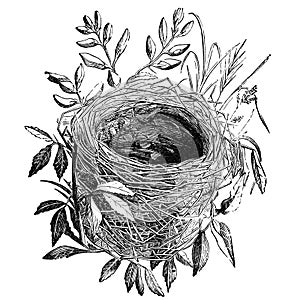 Bird nest vintage illustration