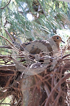 Bird in the nest waiting for its eggs to hatch 6