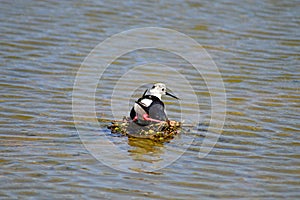 A Bird On A Nest In The Water