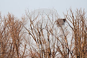 Bird nest in the weathered tree branches