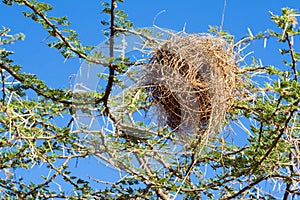 Bird nest of weaver