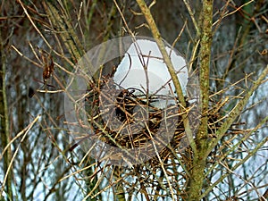 Bird Nest in Winter photo