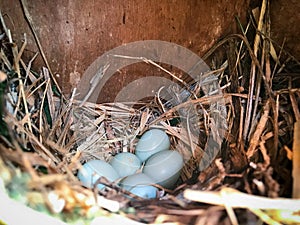 Bird nest on a wooden box with five blue eggs