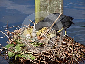 Bird nesting photo