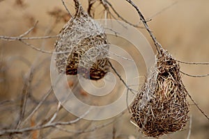 Bird Nesting