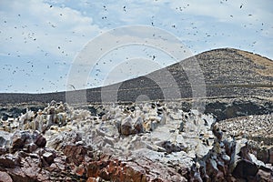 Bird nesting area at Ballestas-island