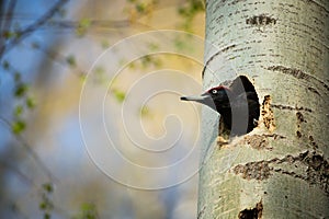 Black woodpecker Dryocopus martius.