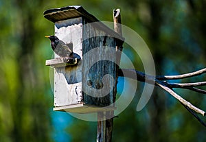 Bird and nesting box