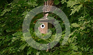 Bird nesting box on the tree