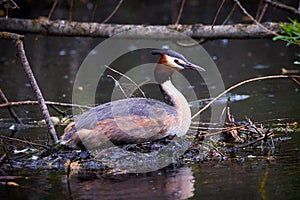 Bird Nesting Great crested grebe Female  Podiceps cristatus  sitting on His nest