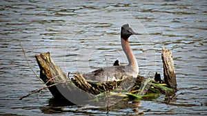 Bird nesting photo