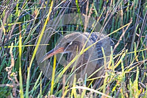 Bird nesting in the tall grass at Bolsa Chica Wetlands photo