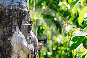 bird nestling hollow nature animal protection