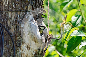 bird nestling hollow nature animal protection