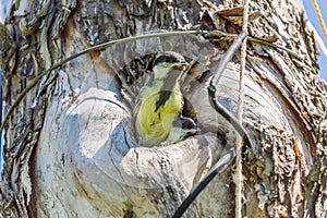 bird nestling hollow nature animal protection