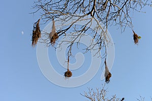 bird nests