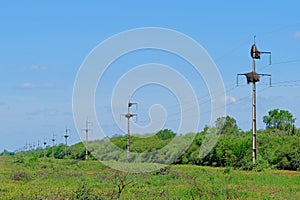 Bird nests on the electric poles in Gran Chaco, Paraguay photo