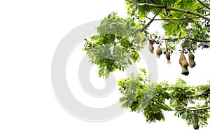 Bird nests hanging on tree branches, on white background with co