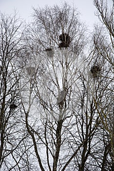 Bird nests on old birches in the park in early spring. The Rooks Have Arrived. Migratory birds returned to their homeland