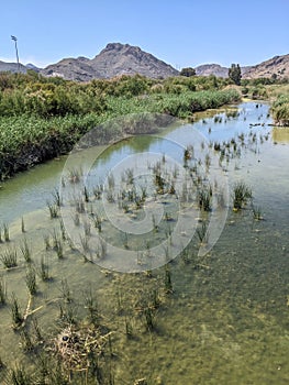 Bird nests on a river with view of the mountain photo