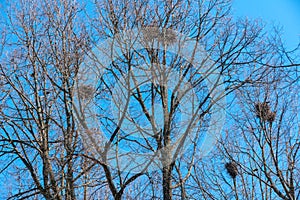 Bird nests in spring trees