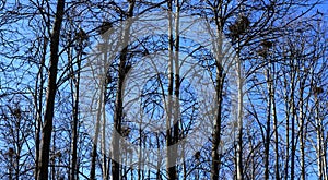 The bird nests on the tops of trees