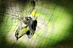 Bird in Net