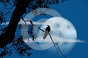 Bird at night in front of full moon