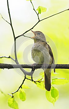 Bird Nightingale sing loudly in spring forest