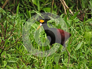 Bird The northern Jacana spinosa, Costa Rica