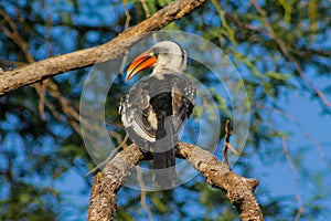 Bird northern red-billed hornbill