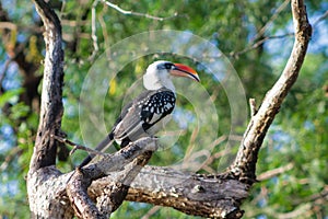 Bird northern red-billed hornbill