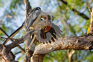 Bird northern red-billed hornbill