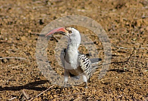 Bird northern red-billed hornbill on the ground