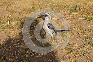 Bird northern red-billed hornbill on the ground