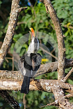 Bird northern red-billed hornbill on the tree