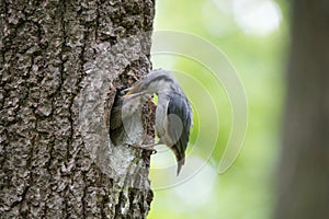 Bird Nuthatch feeds young hungry nestling from beak to beak. Wild nature scene of spring forest life