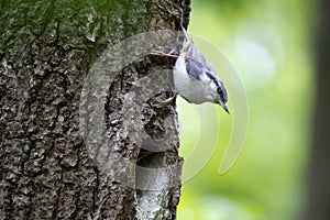Bird Nuthatch moves along tree trunk, nestling waits for feeding in hollow of the oak