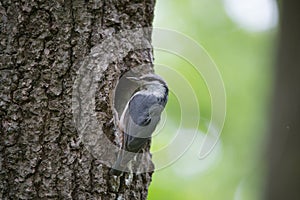 Bird Nuthatch moves along tree trunk, nestling waits for feeding in hollow of the oak